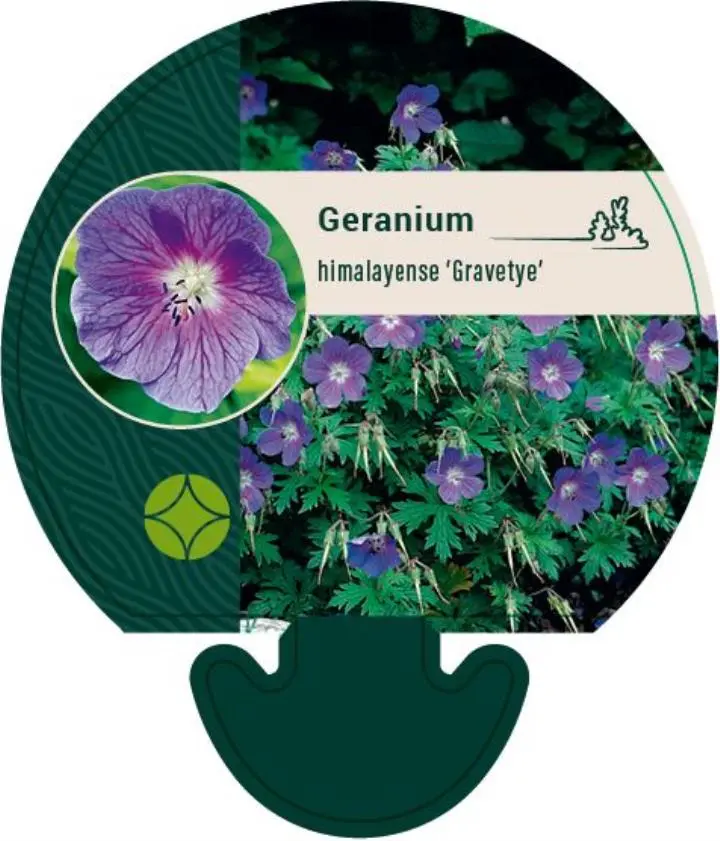 Himalaya-Storkenæb 'Gravetye' - Potte 0,8 Liter
