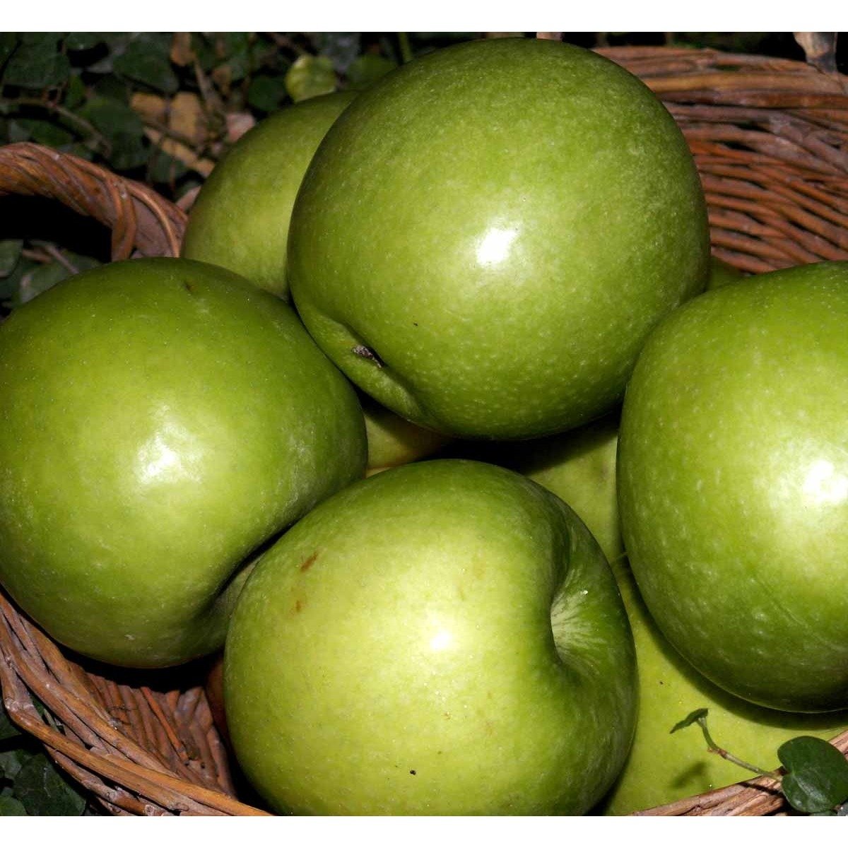 ÆBLE &#39;GRANNY SMITH&#39; - Havefrugttræ Potte 7,5 liter 150-175 cm