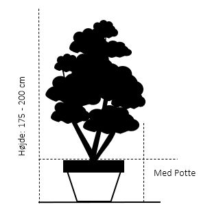 Ægte kastanje 'Maraval'
