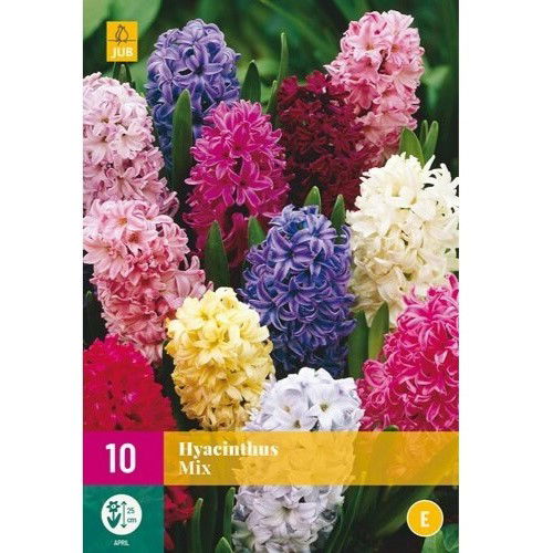 Hyacinth Mix XXL