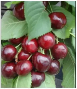 Sød Kirsebær &#39;Sweetheart&#39; - Selvbestøvende - Havefrugttræ - A-kvalitet 4-8 grene, 130-170 cm. Potte 10 liter (Colt) (middelstørrelse træer)