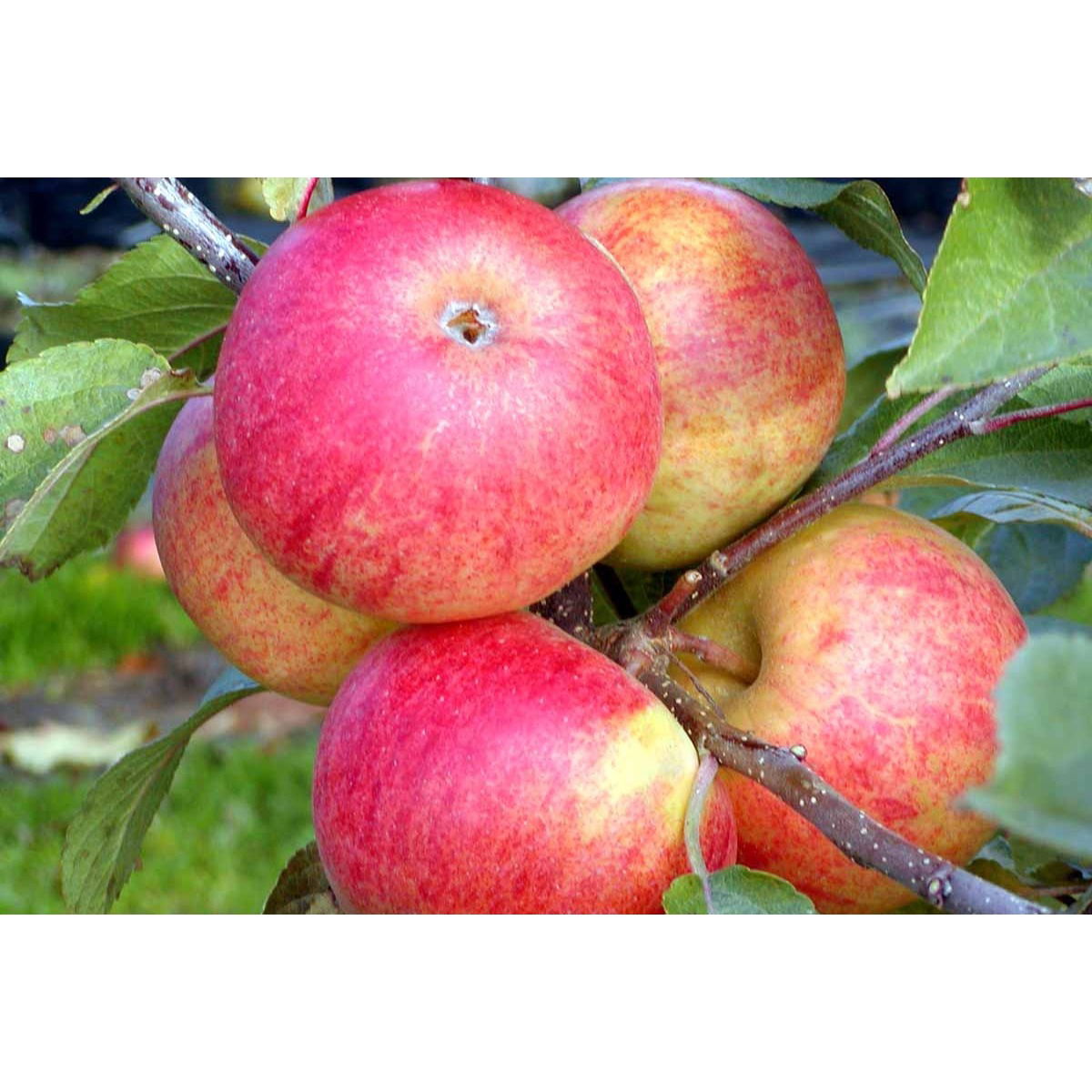 Æble &#39;Elstar/Elshof&#39; - Potte 10 liter 150-175 cm.