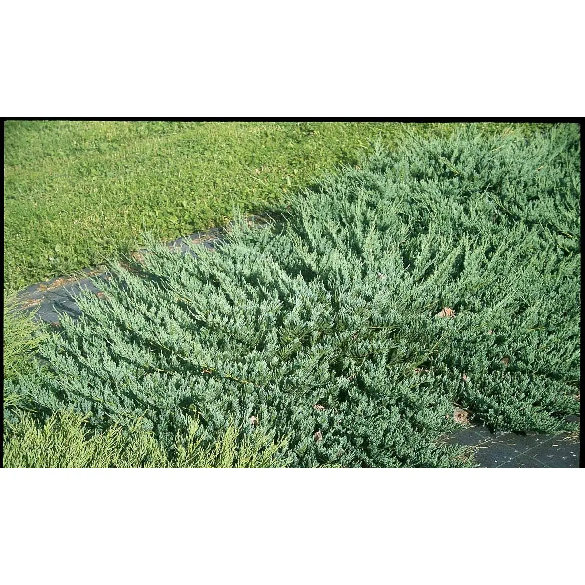 Almindelig Enebær &apos;Green Carpet&apos;