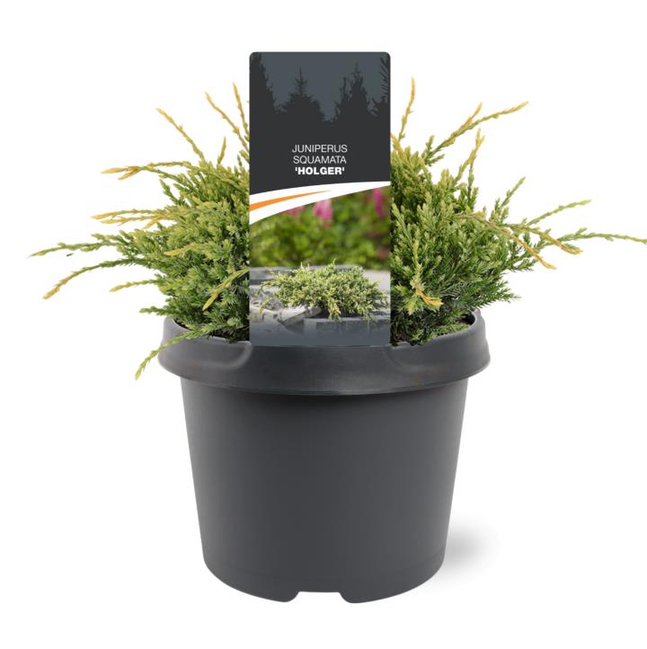 Blå Enebær 'Holger'