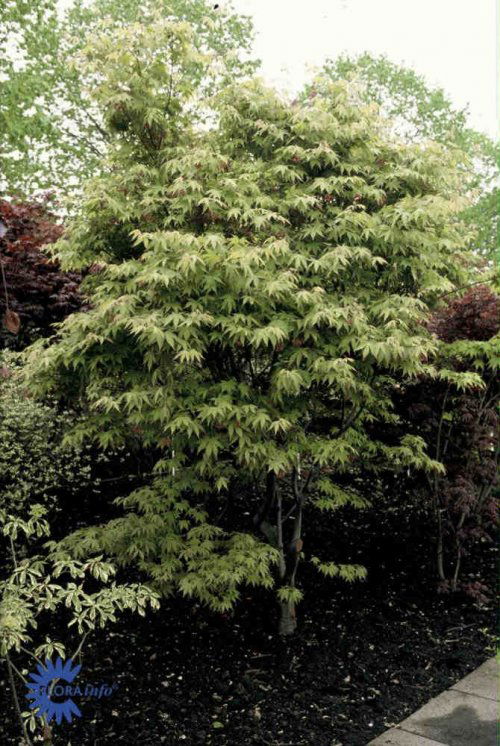 Acer palmatum Ozakazuki, Japansk Ahorn Ozakazuki, Busk opret som ung, senere rundagtig krone. 4-6 m høj, 3-5 m bred. Bladene er syvlappede ret store og kraftigt grønne -i efteråret fra mørkorange til lysende karminrød. Placeres i sol - halvskygge. Bedst i