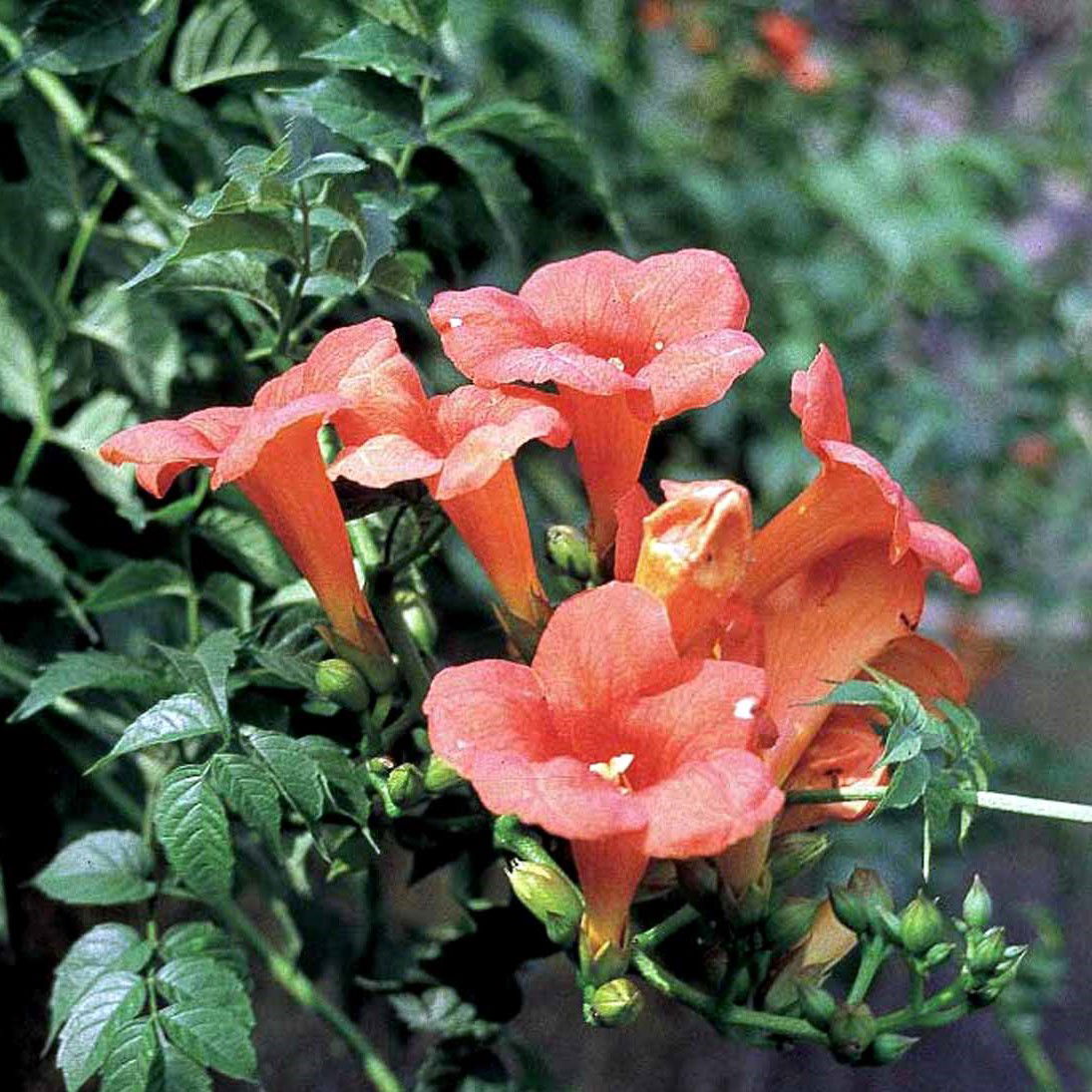 Trompetblomst Madame Galen