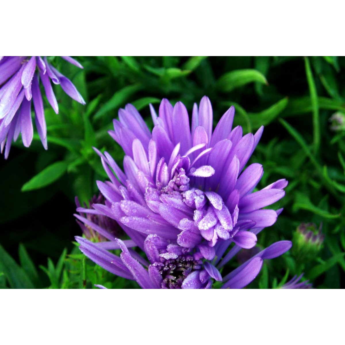 Pudeasters &apos;Mittelmeer&apos;