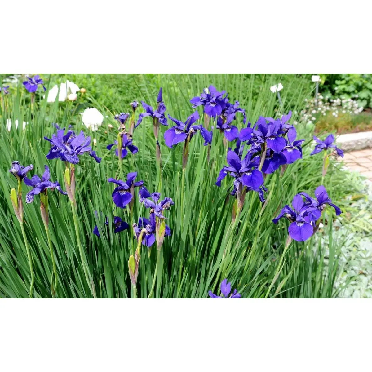 Sibirisk Iris 'Caesar's Brother' - Potte 1 liter