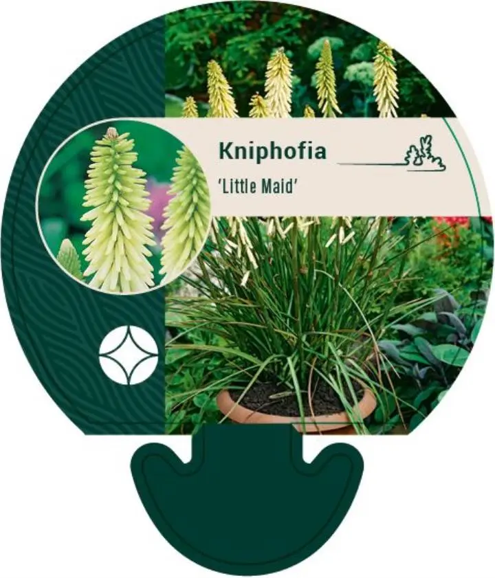 Raketblomst - Potte 0,8 Liter