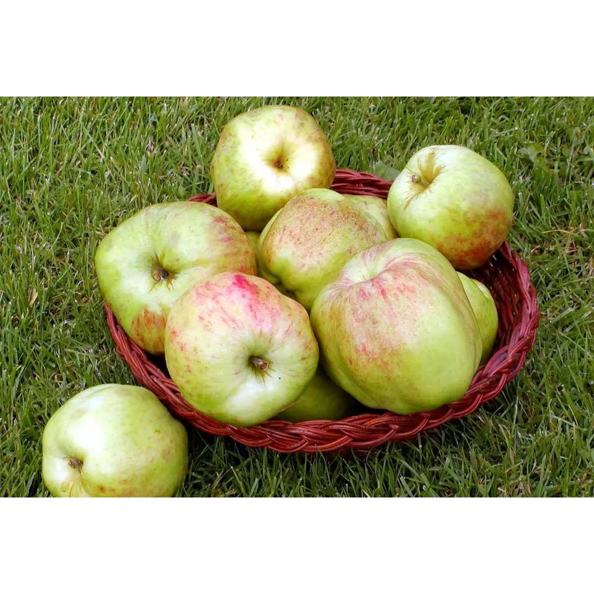 ÆBLE &#39;GUL GRÅSTEN&#39; - Podet på grundstamme M-111 (stærkt voksende  -  egnet til større træer)