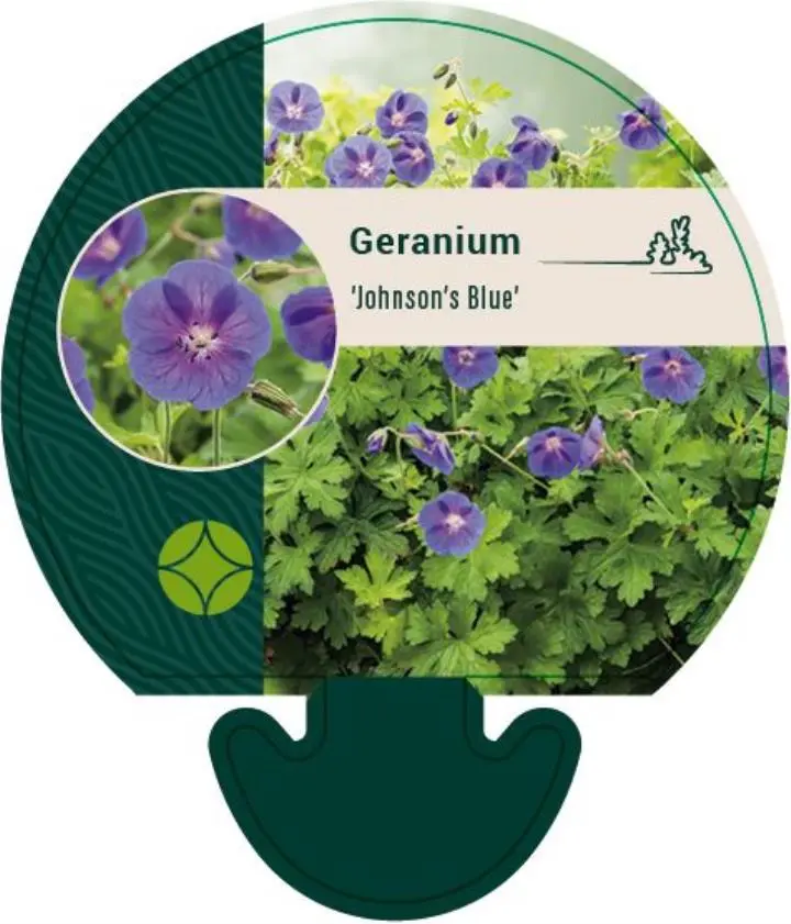 Himalaya-Storkenæb 'Johnsons Blue' - Potte 0,8 Liter