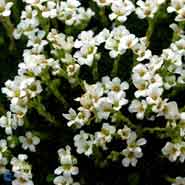 Saxifraga apiculata Alba, Nåle-Stenbræk Alba, 5 - 10 cm stedsegrøn pudedannende af små rosetter, hvide blomster i mængde marts - april sol - let skygge solitært - bunddække i stenbed, krukke og mur, 10/m2