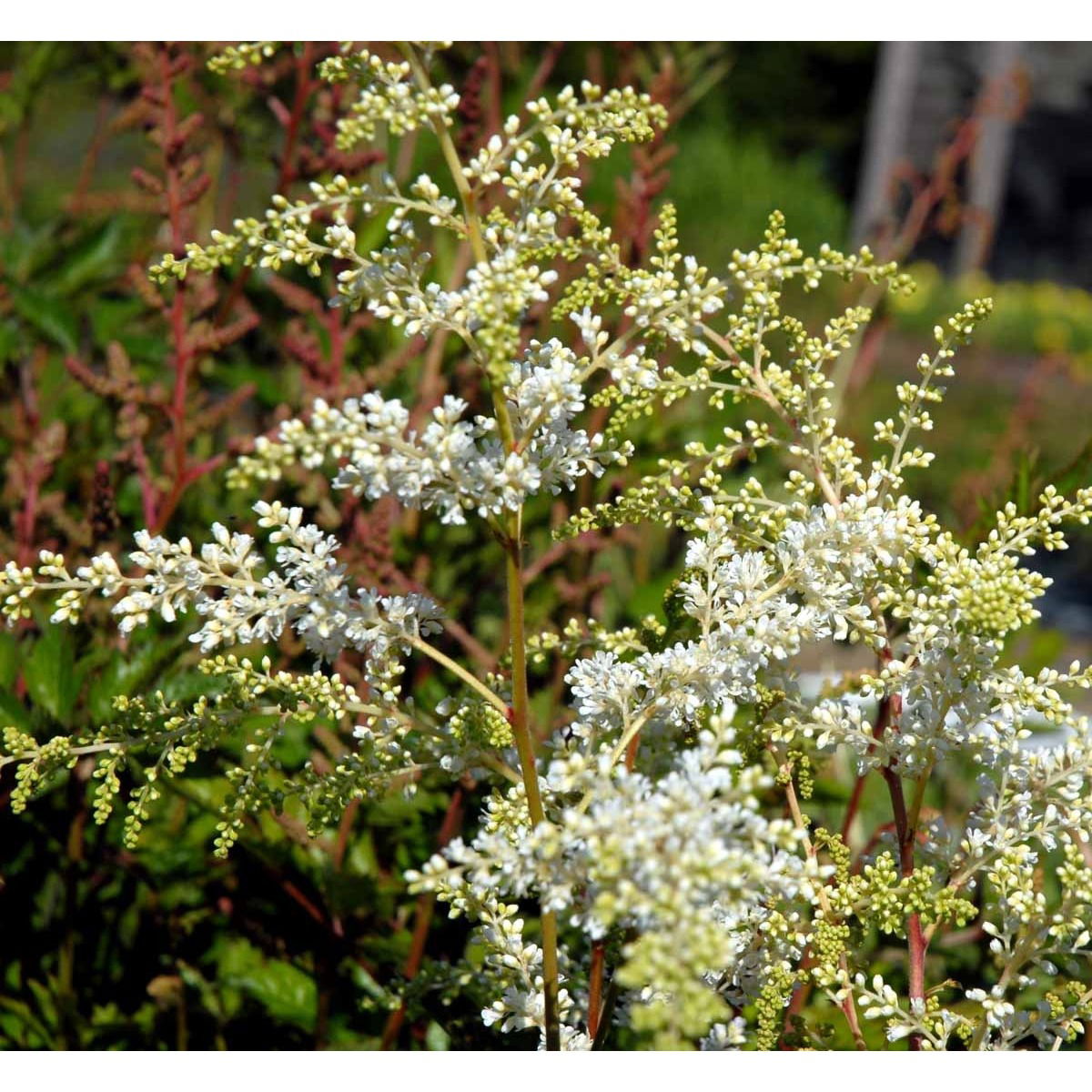 Astilbe 'Brautschleier' - Potte 1 liter