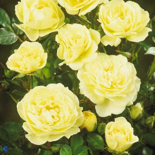 Rosa x Golden Cover ®, Bunddækkende Rose Golden Cover ®, 60 - 100 cm Tæt og kompakt vækst, mørkegrønne, skinnende blade Rent gule blomster i halvfyldte toppe Juli - oktober Solrigt Rabatter. Mindre grupper. Krukker