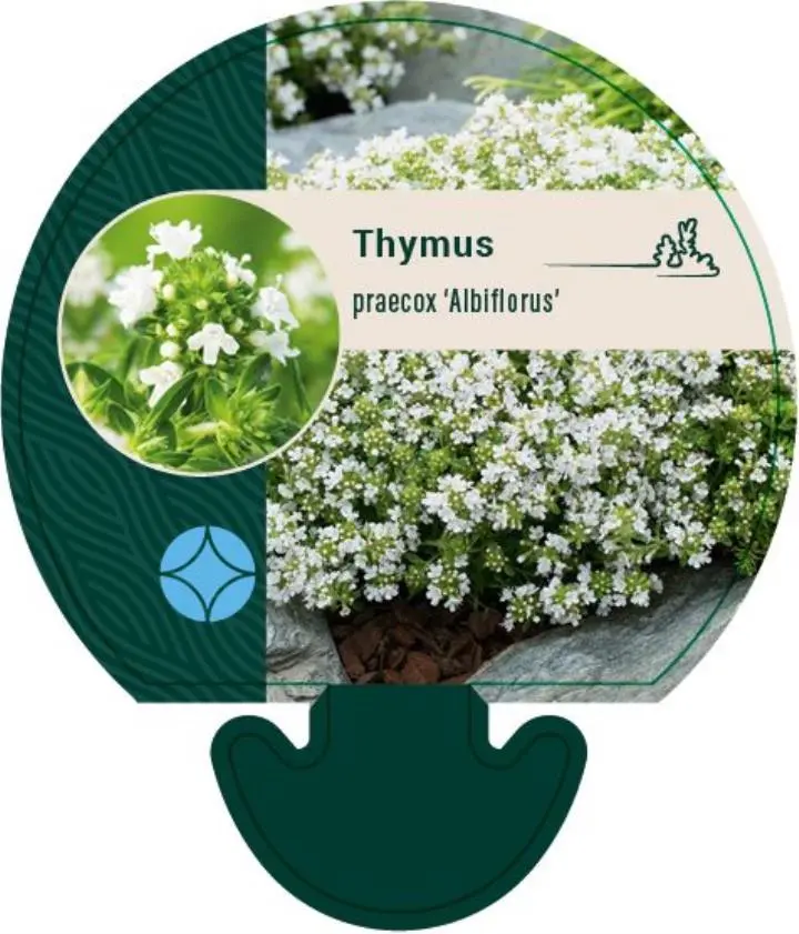 Smalbladet Timian 'Albiflorus' - Potte 0,8 Liter