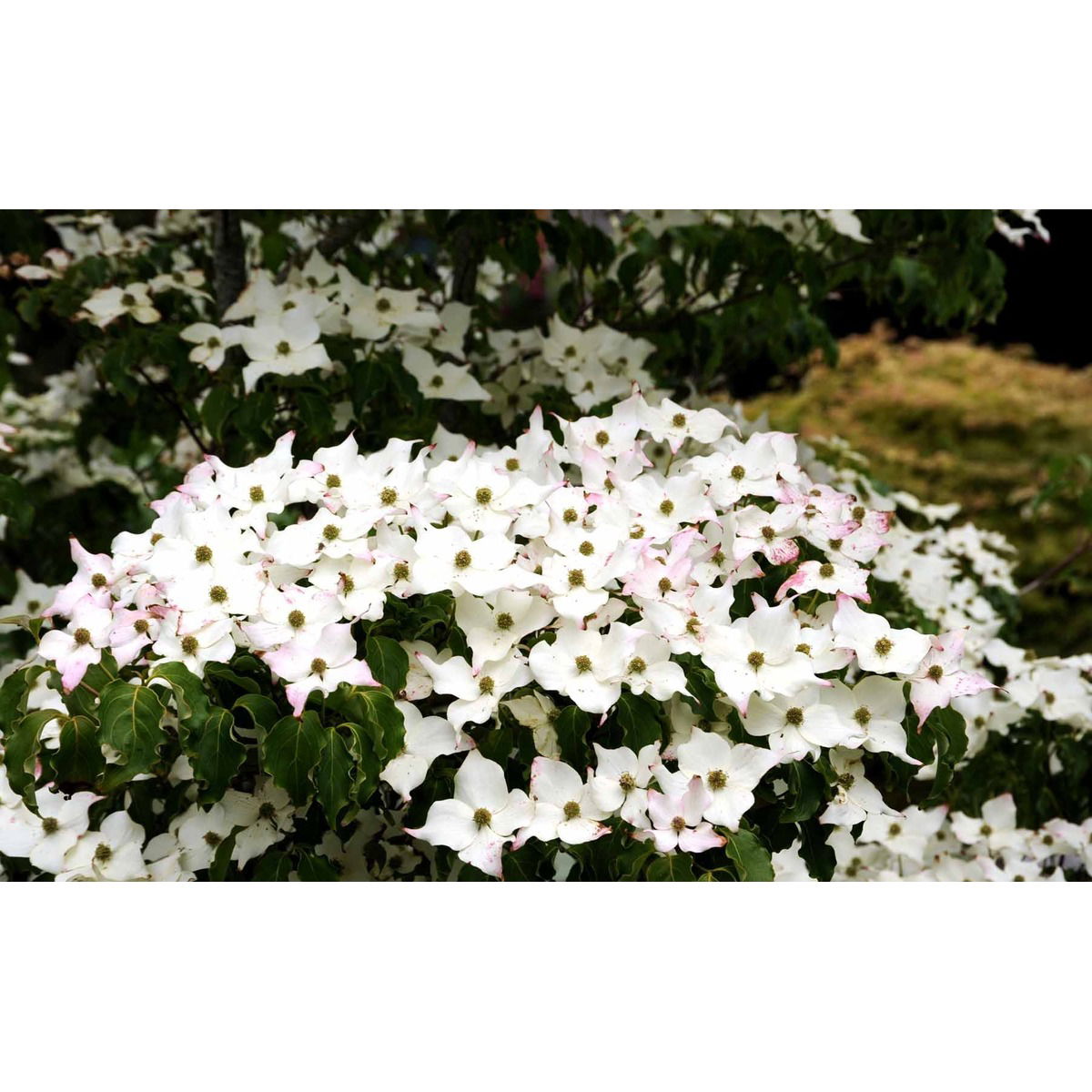 Koreakornel &apos;Milky Way&apos;