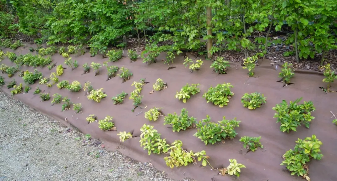 Biocovers ukrudtsdug med små planter
