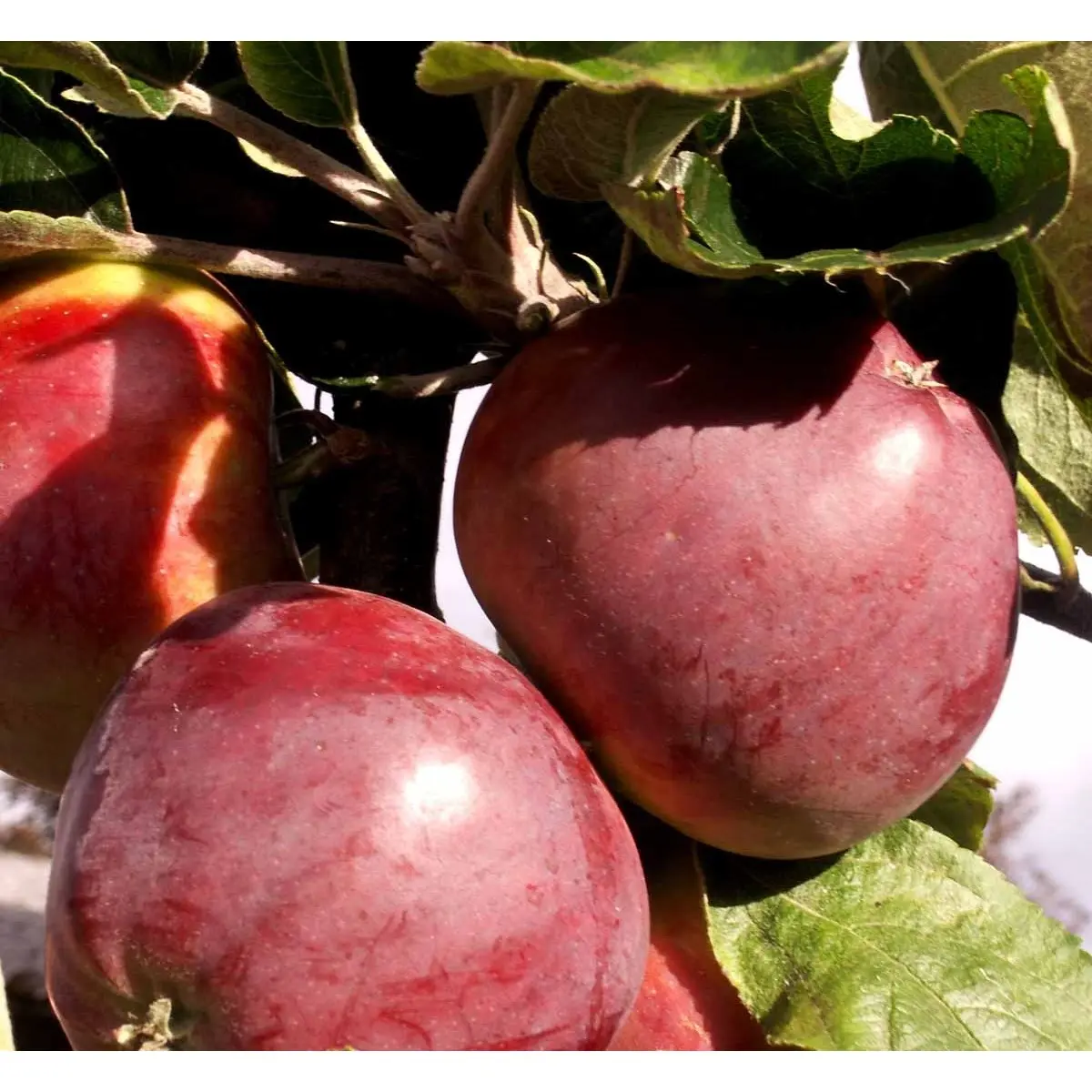 Paradisæble &apos;Freja&apos;