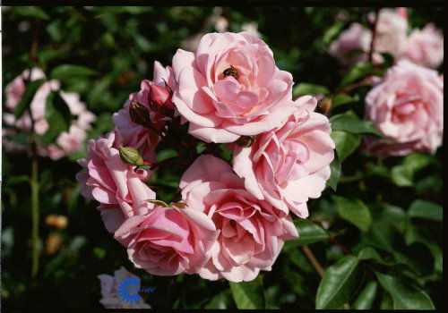 Rosa x Diadem, Buketrose Diadem, Små fyldte rosa blomster. Opret vækst. God i grupper og i bede. Velegnet til snit.