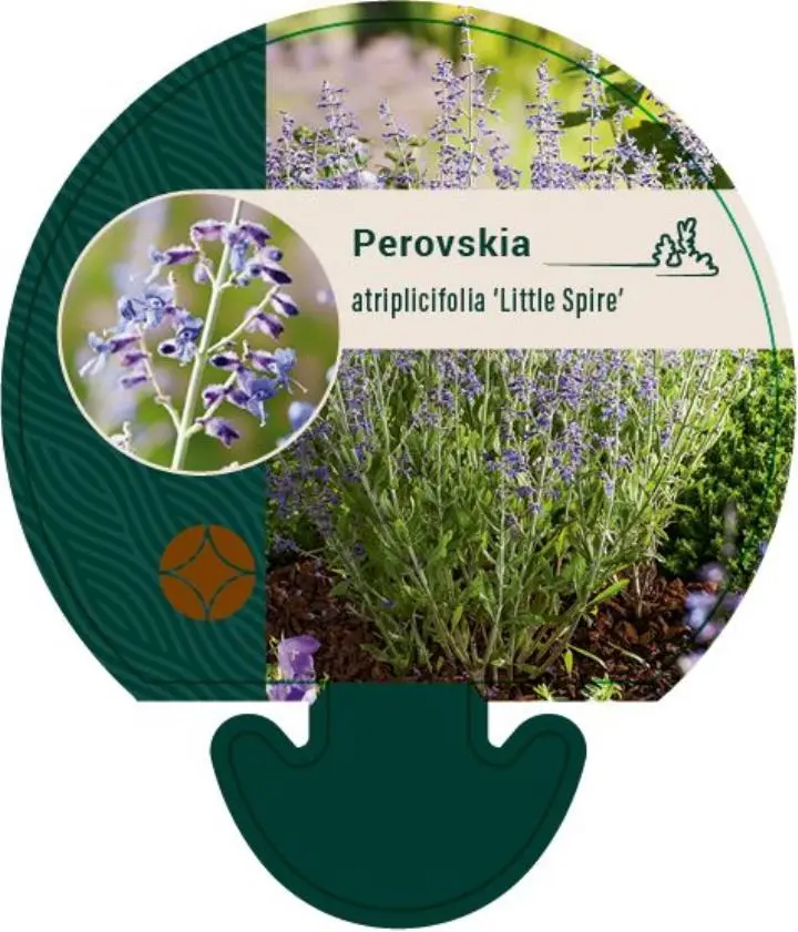 Russisk Salvie 'Little Spire'
