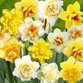 Påskelilje 'Double' mix Net