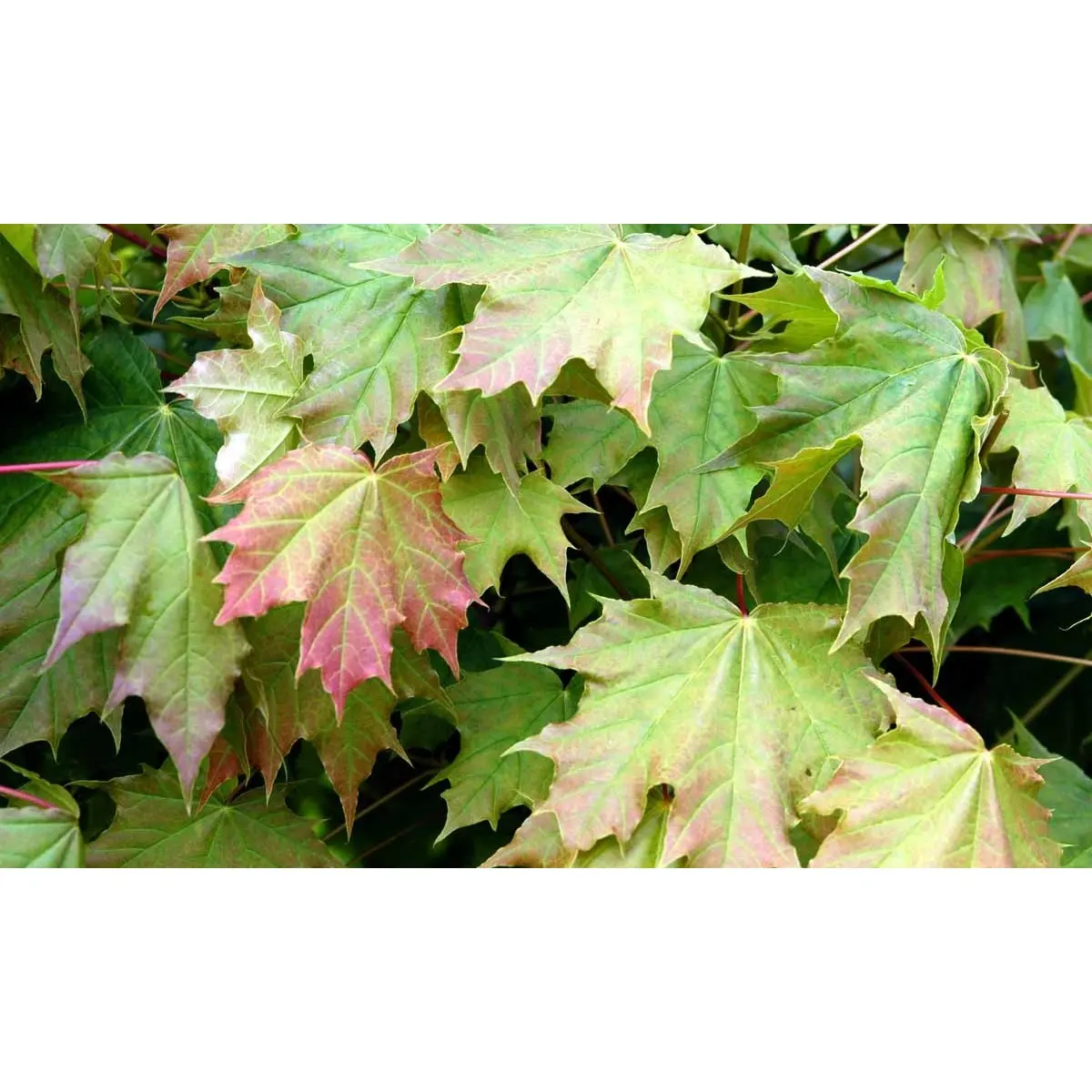 Kugleløn / Kugleahorn