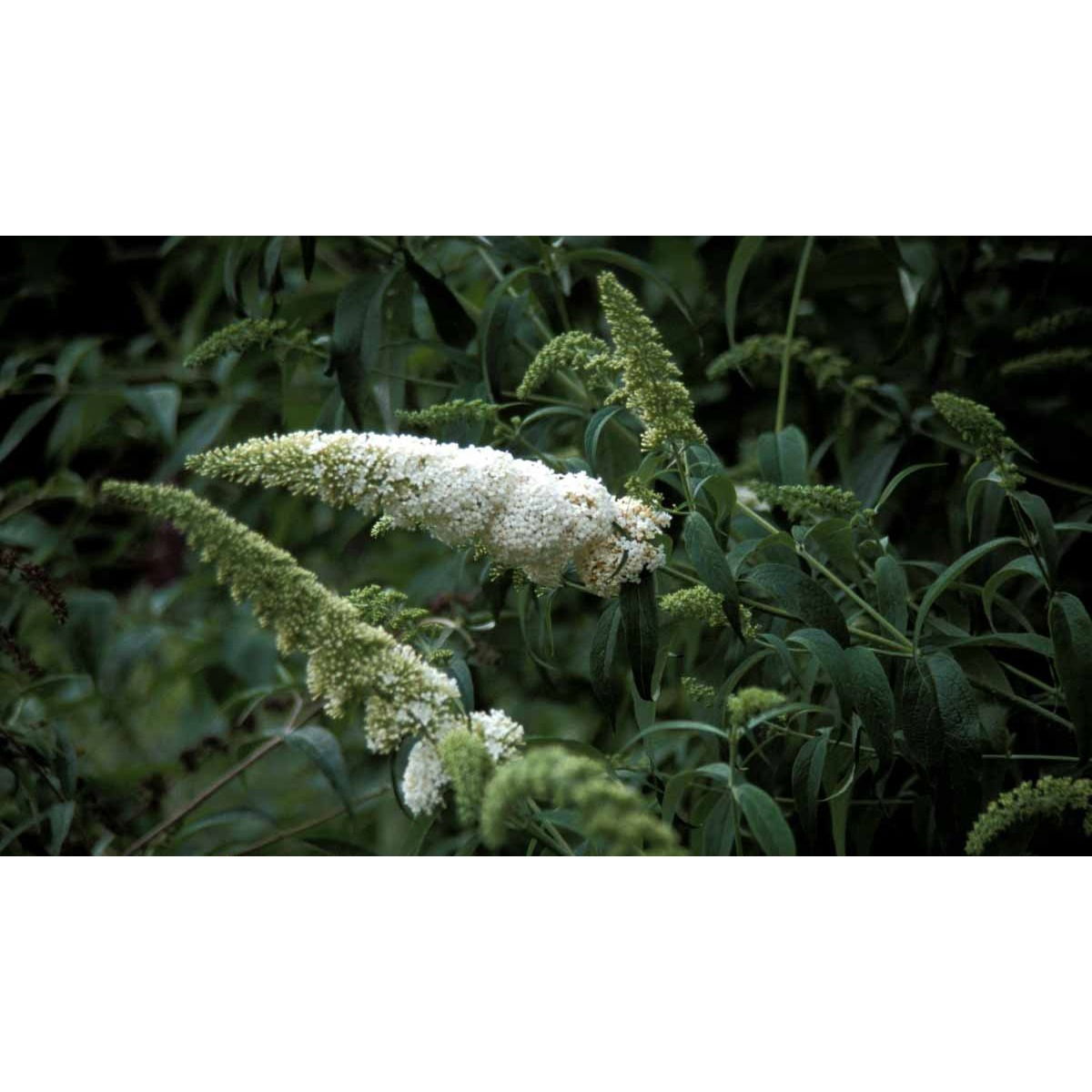 Sommerfuglebusk &apos;White Profusion&apos;