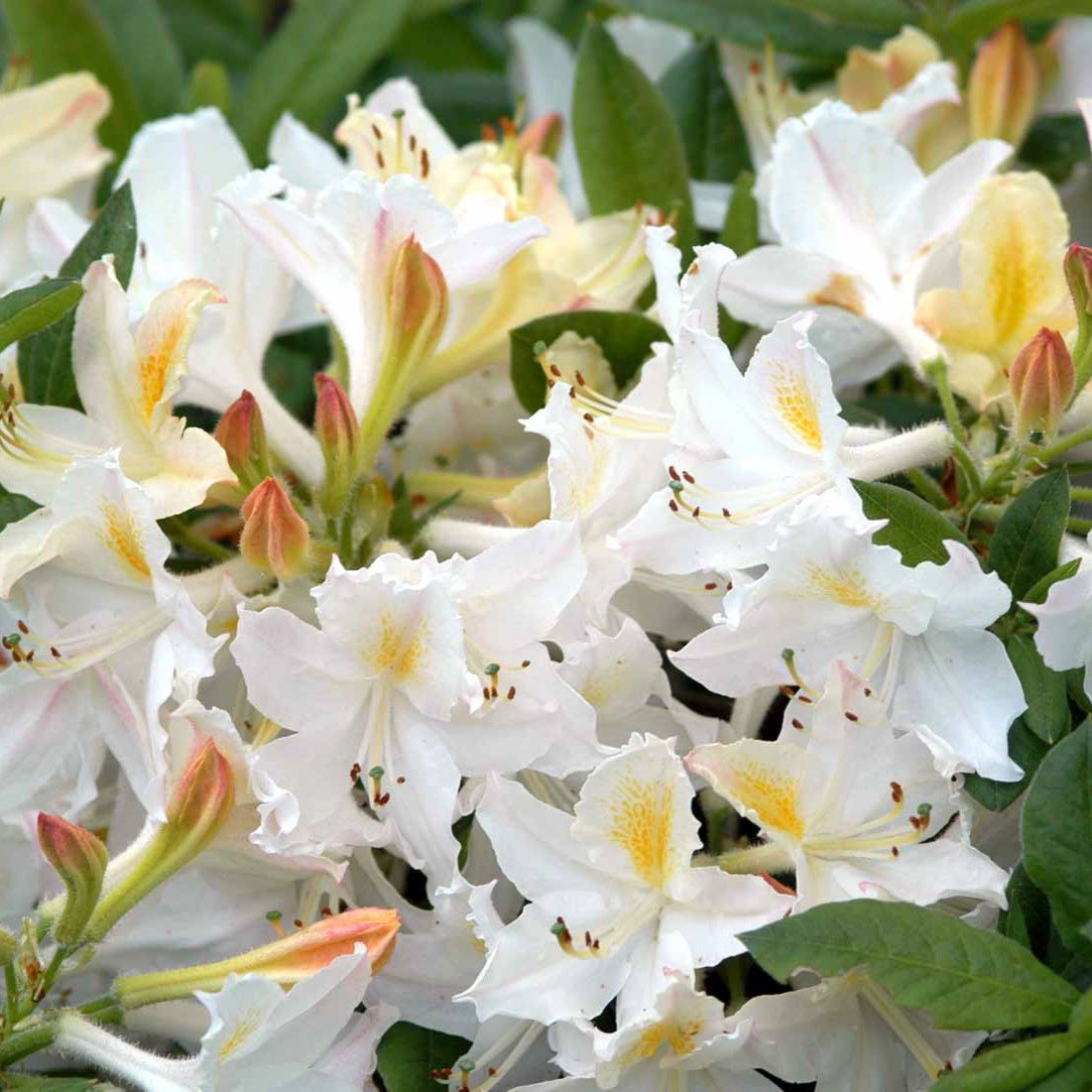 Rhododendron Daviesii