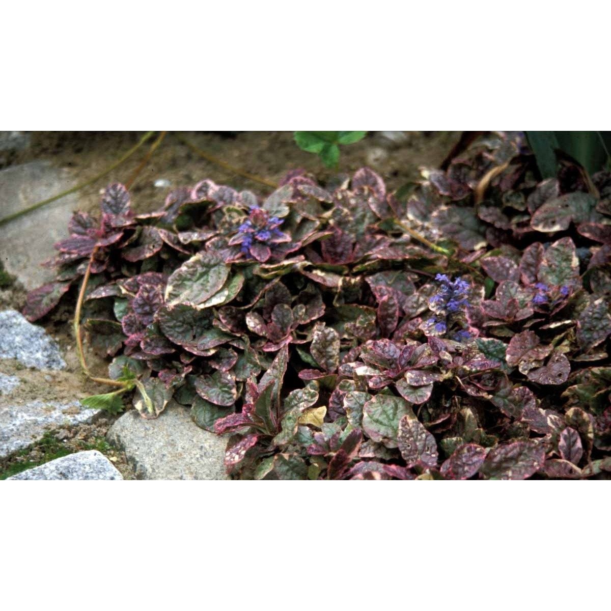 Krybende Læbeløs 'Burgundy Glow' - Potte 1 liter