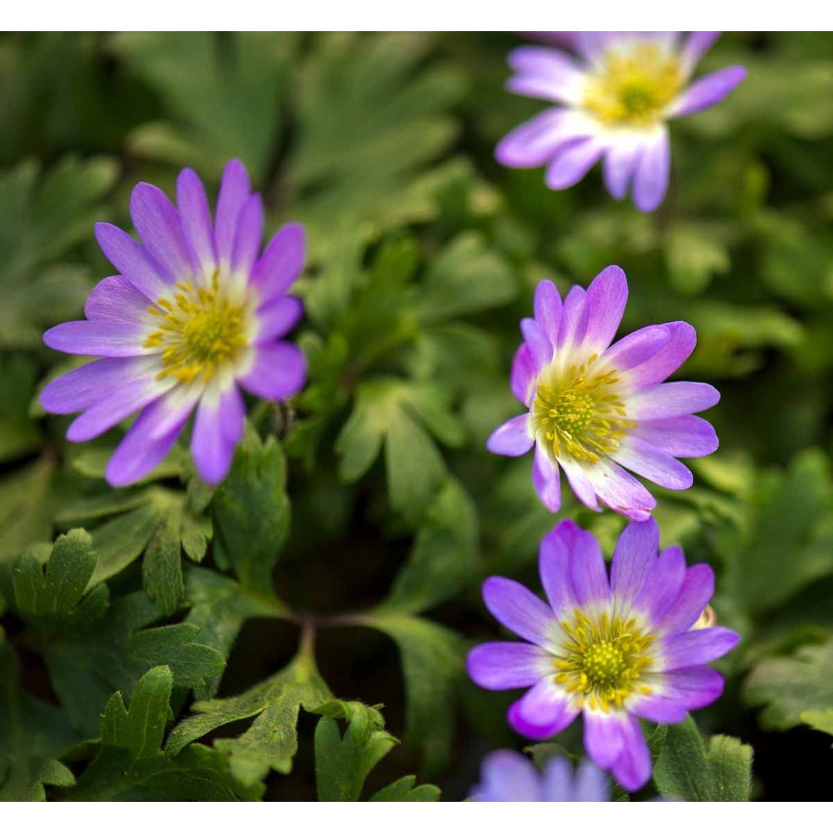 Balkan-Anemone &apos;Charmer&apos;