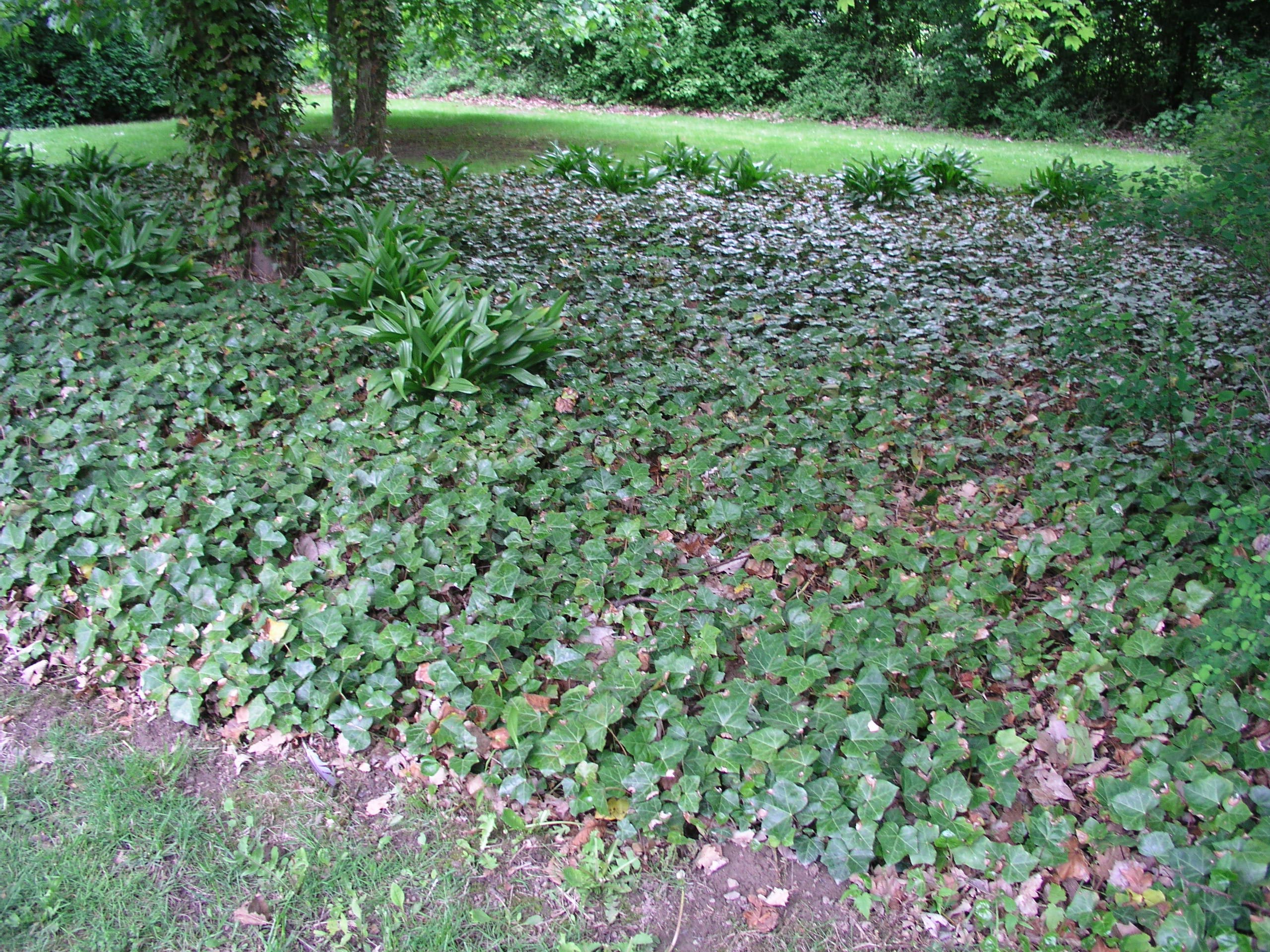 Storbladet Efeu til bunddække - Potte 1,5 liter