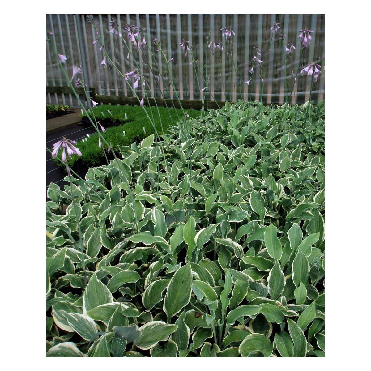 Funkia 'Regal Splendor' - Potte 1 liter