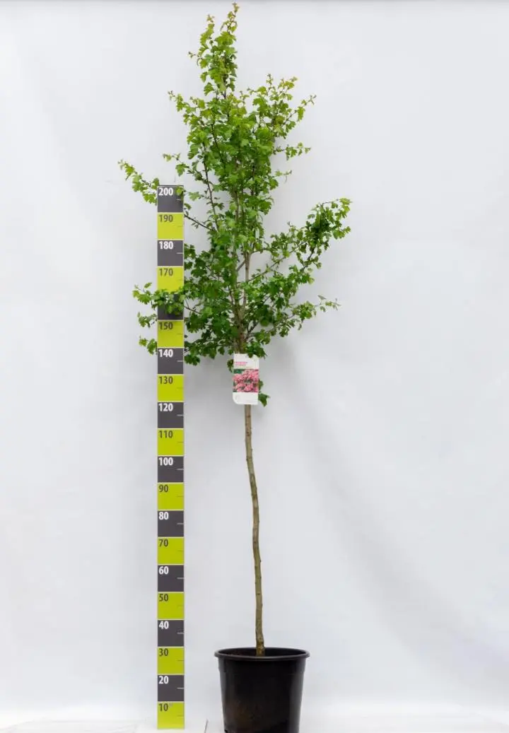 Dobbelt Rødtjørn 'Paul's Scarlet'