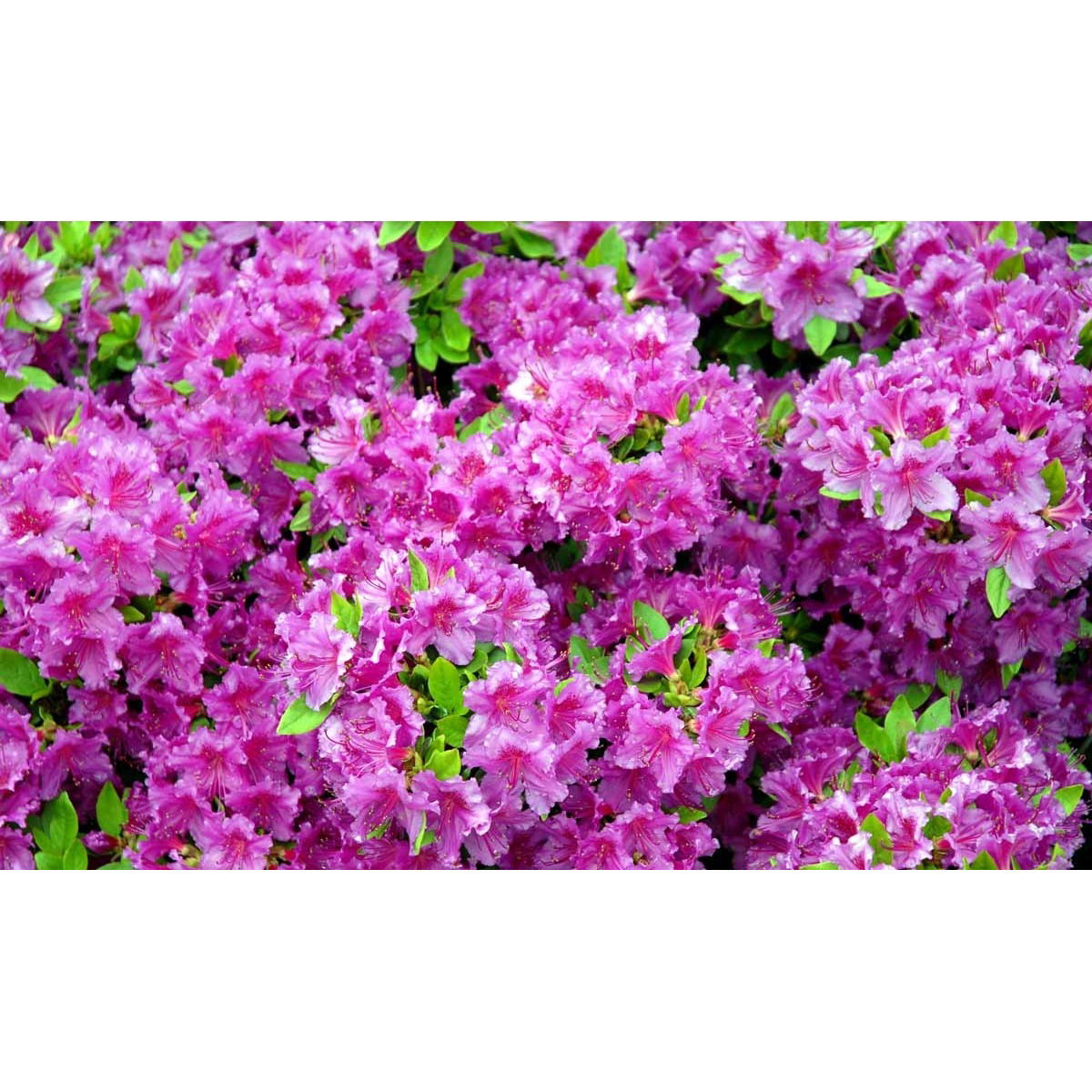 &apos;Königstein&apos;