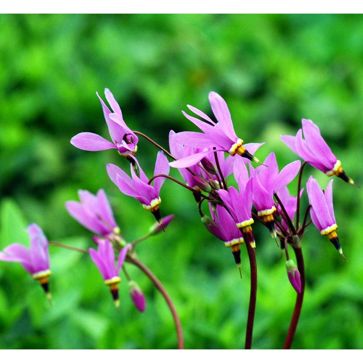 Gudeblomst - Potte 1 liter