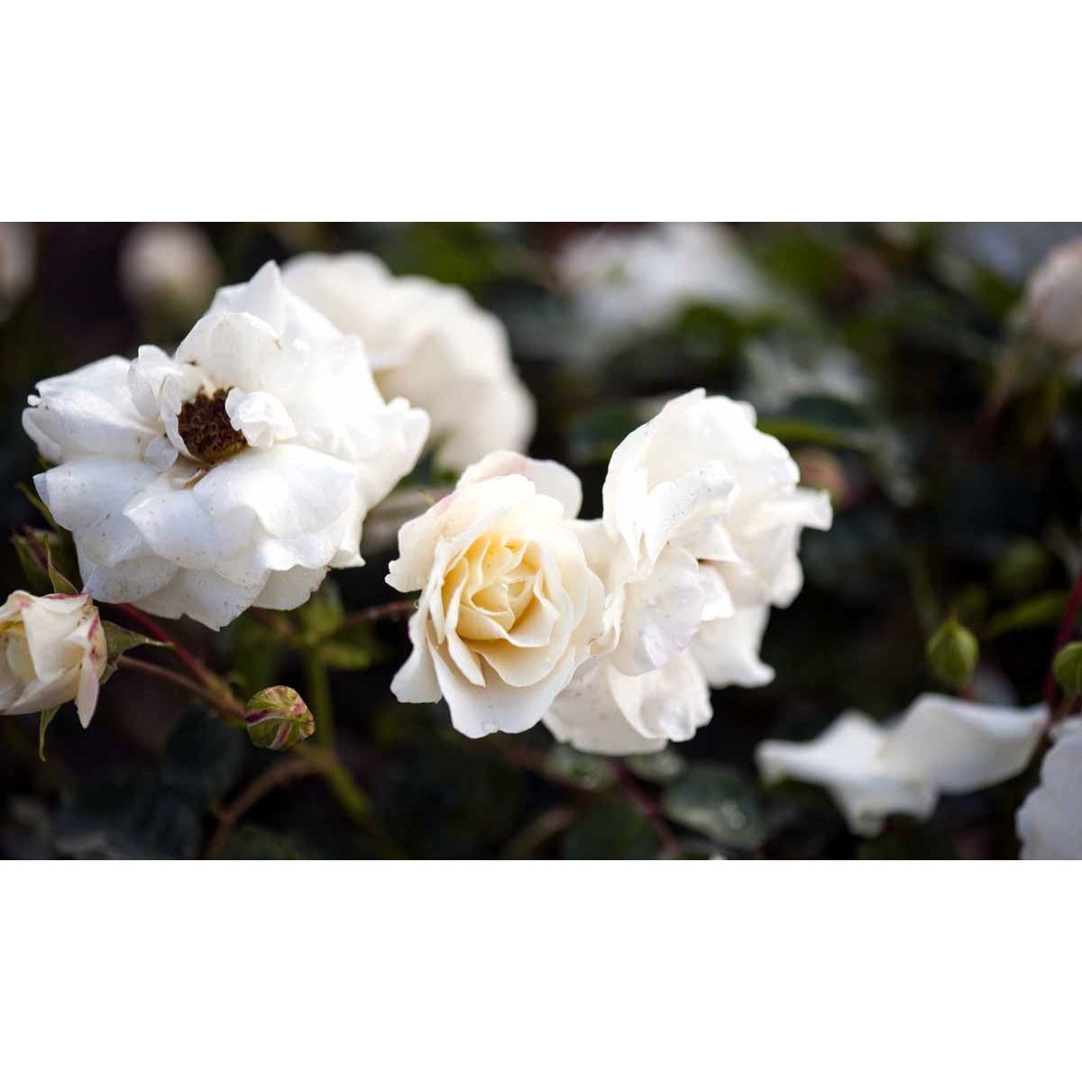 &apos;Hampton™ Palace®&apos;