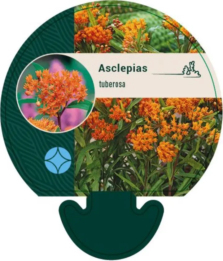 Orange-Silkeplante - Potte 0,8 Liter