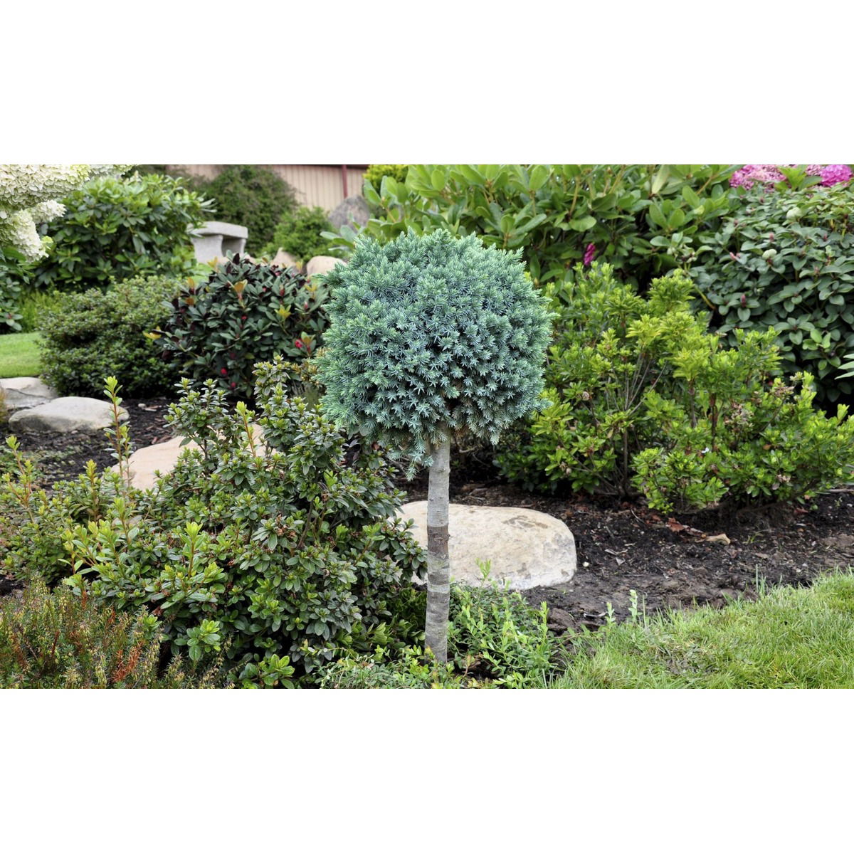 Lavtvoksende Blå Enebær 'Blue Star'