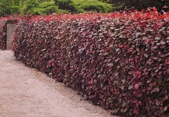 Rødbøg til hæk