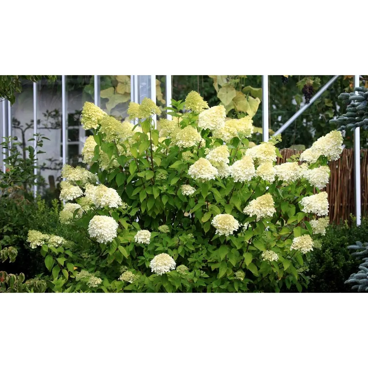 Syrén-Hortensia &apos;Limelight&apos;