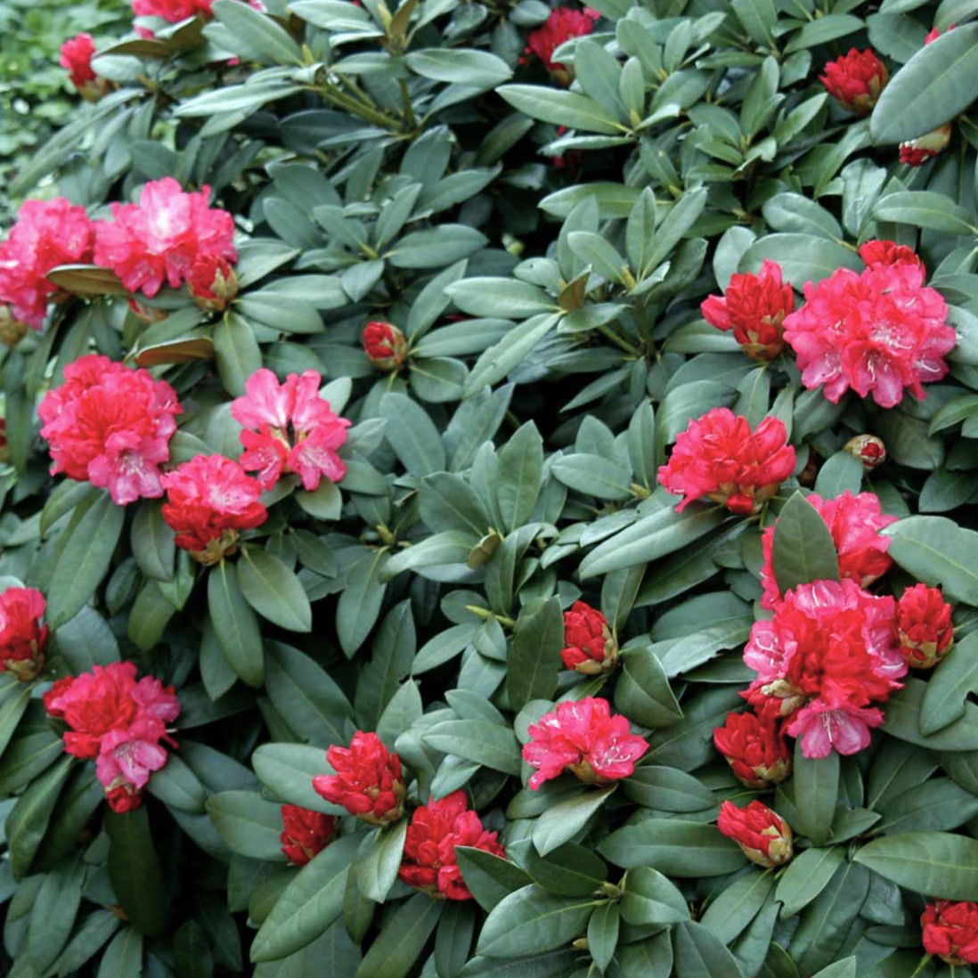 Rhododendron Anuschka