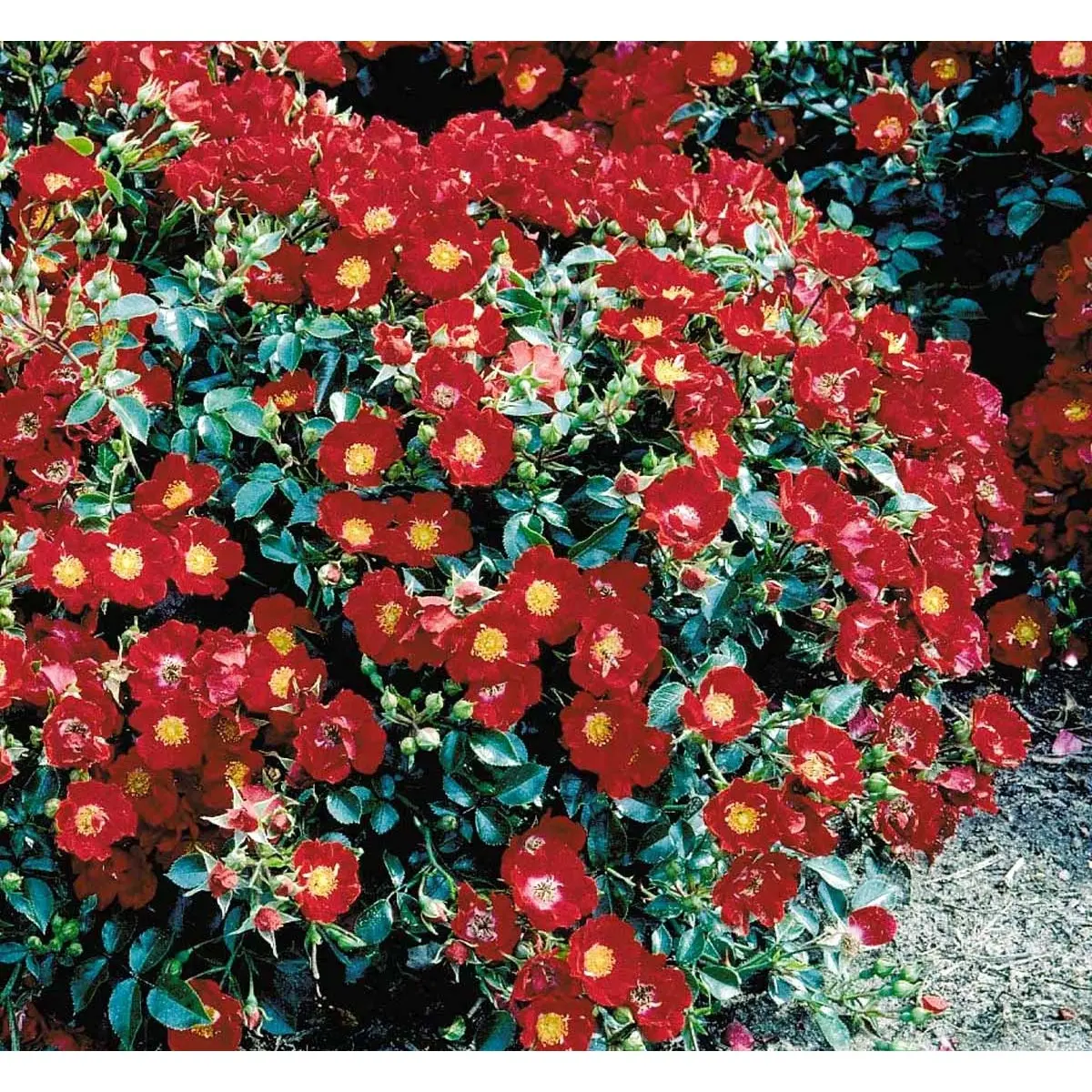 &apos;Bassino&apos;®