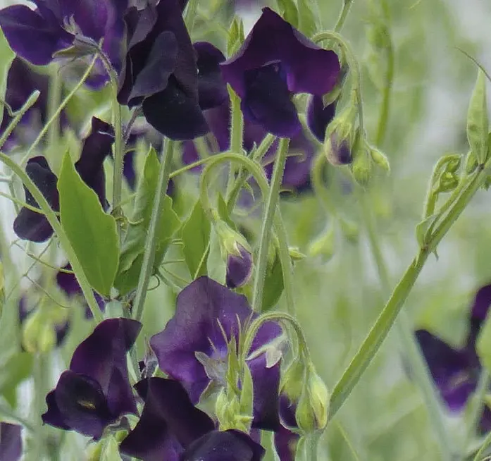 Ærteblomst 'Winter Sunshine Navy'