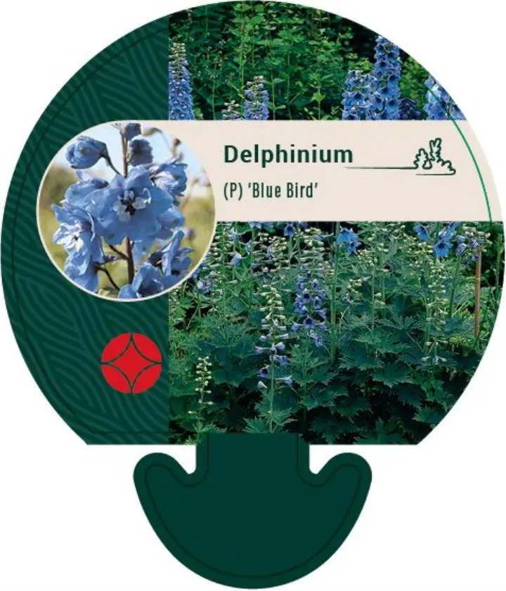 Ridderspore 'Blue Bird' - Potte 0,8 Liter