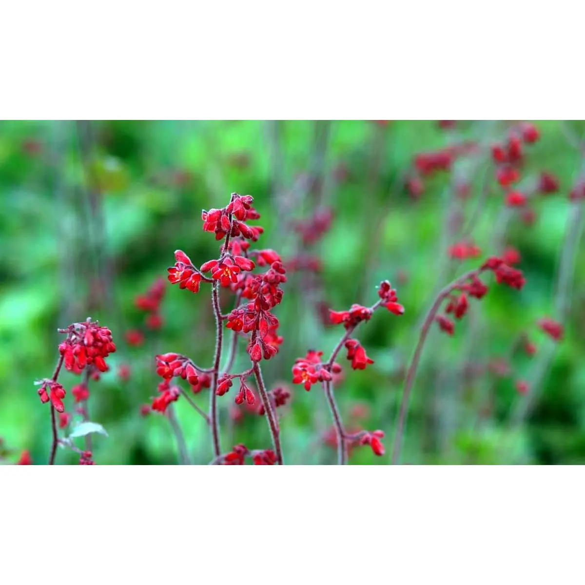 Alunrod 'Ruby Bells' - 10 cm. Potte