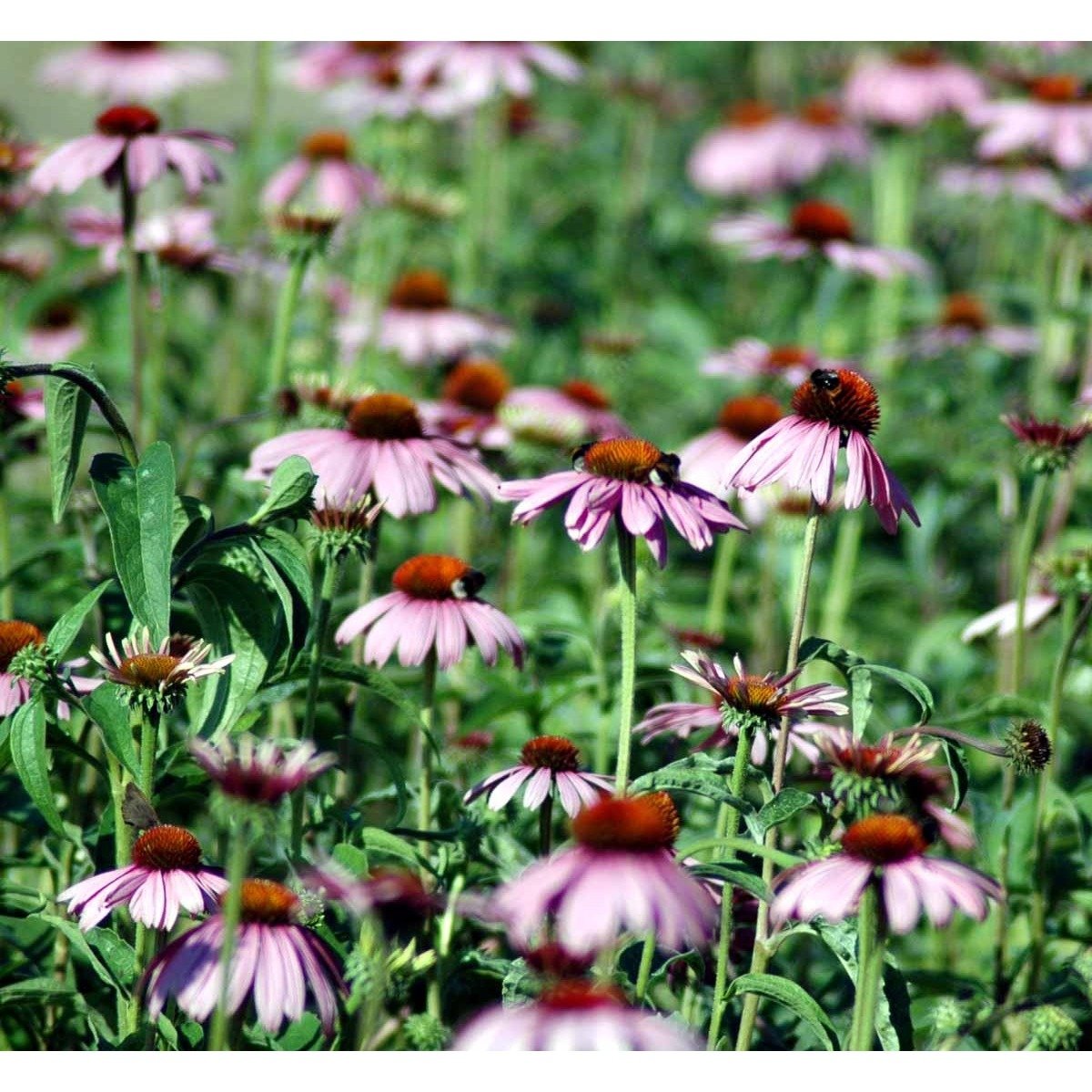 Purpursolhat 'Prairie Splendor' - Potte 1 liter