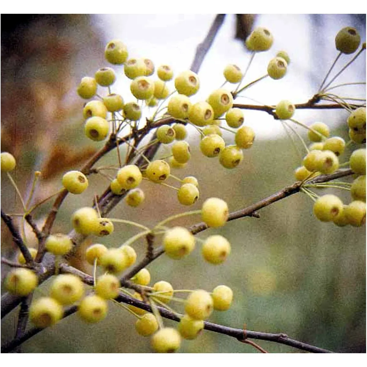 Japansk paradisæble &apos;Brouwers Beauty&apos;