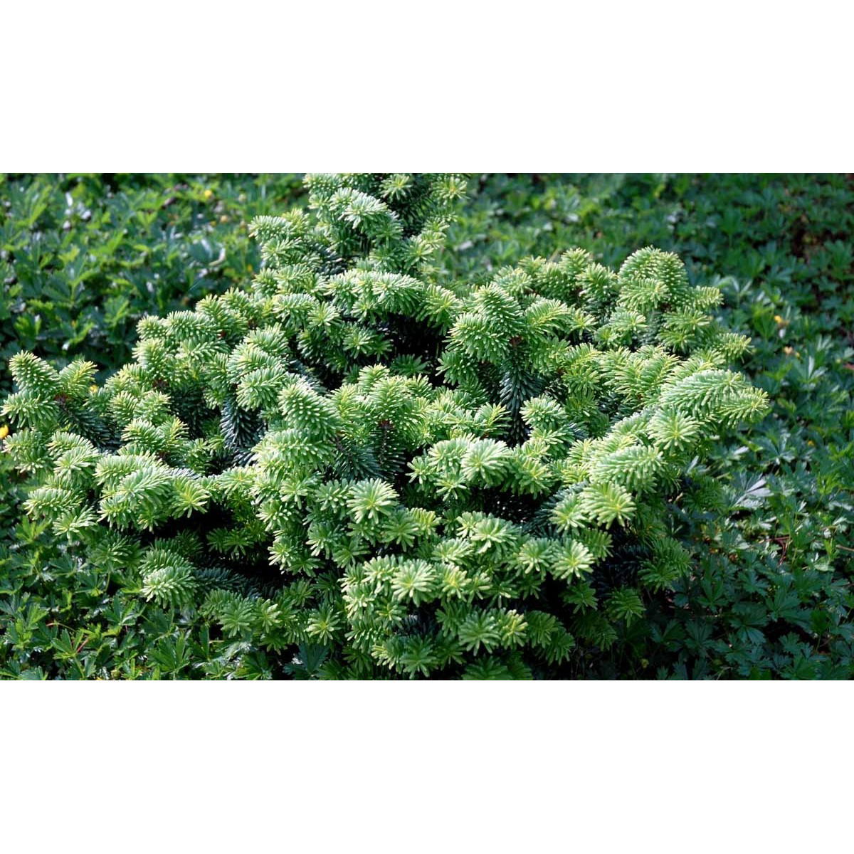 Dværgbalsamgran &apos;Nana&apos;