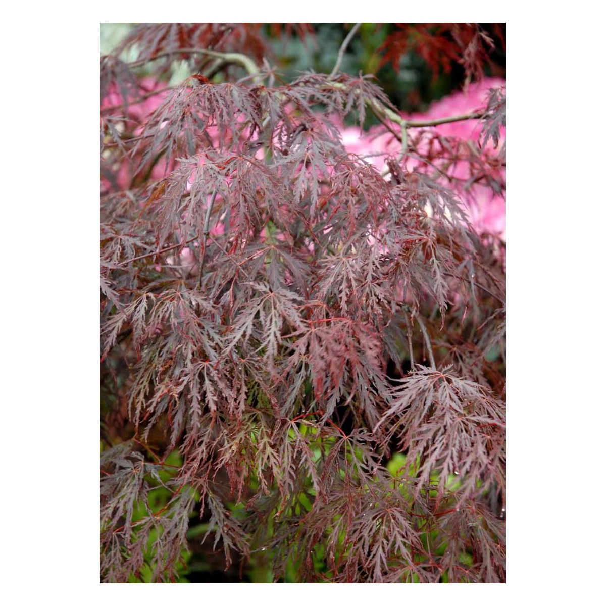 Japansk Dværgahorn &apos;Garnet&apos;