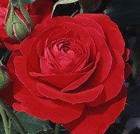 Rosa x &apos;Prince Palace&apos;, Palacerose &apos;Prince Palace&apos;,